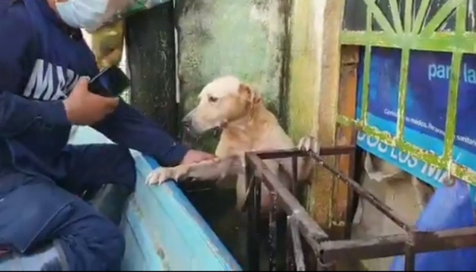 Rescaten a perrito en inundación de Tabasco
