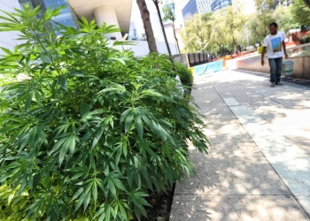 Senado abordará regulación de cannabis, fuero presidencial y reforma al Poder Judicial