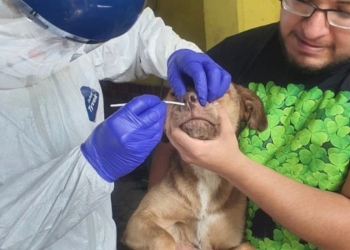 Detectan, por primera vez en México, COVID-19 en animales