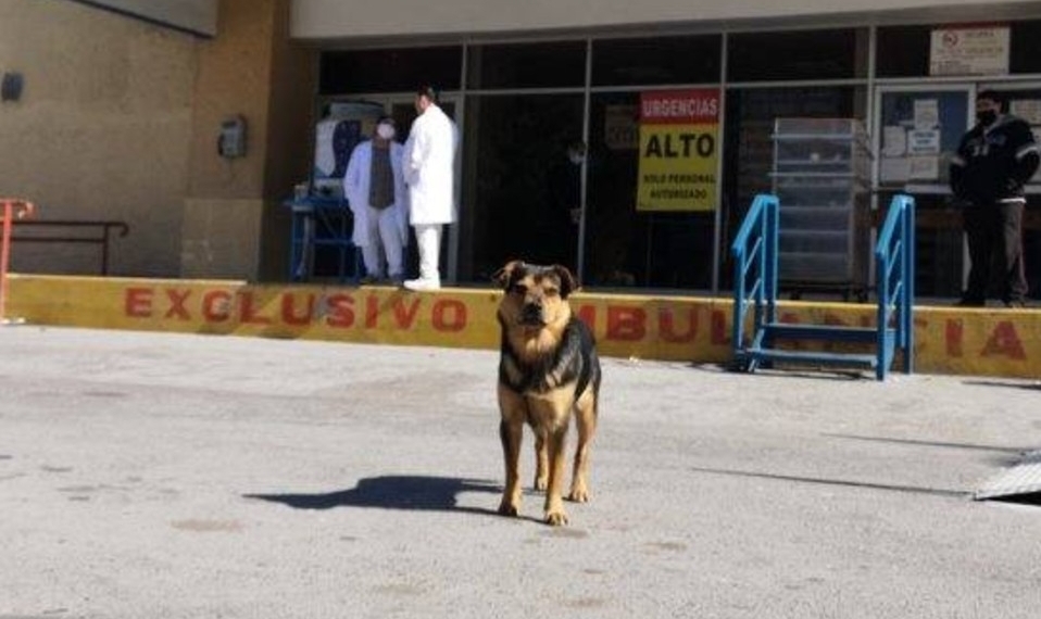 ‘Covito’ lleva más de un mes esperando a su dueño fallecido por Covid-19