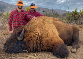 Estado se deslinda  del caso del bisonte
