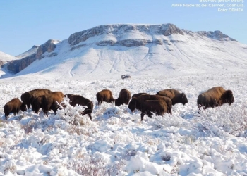 Semarnat no ha autorizado permisos para la caza del Bisonte Americano