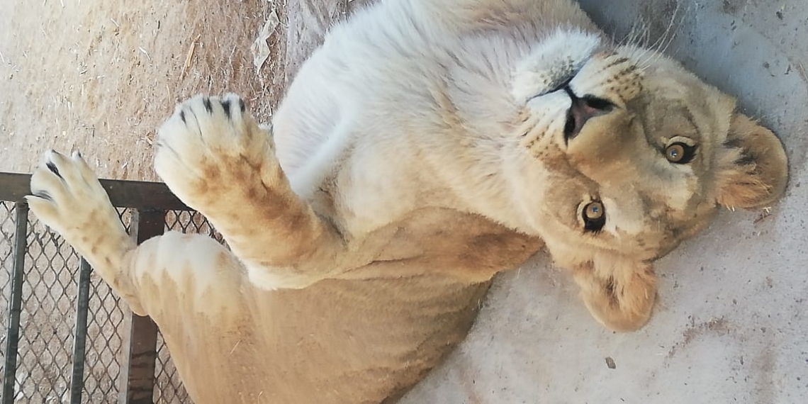 Un viaje safari…  ¡en una granja!