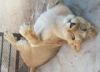 Un viaje safari…  ¡en una granja!