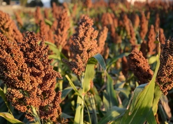 Aprueba cabildo presupuesto para comprar semilla de sorgo forrajero