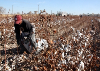 Productores del Campo en riesgo