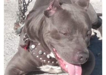 Denuncian impunidad  en el caso de ‘Spike’