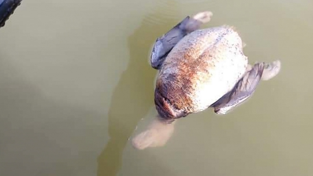 Daño ecológico en  el lago Palo Blanco