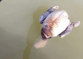 Daño ecológico en  el lago Palo Blanco