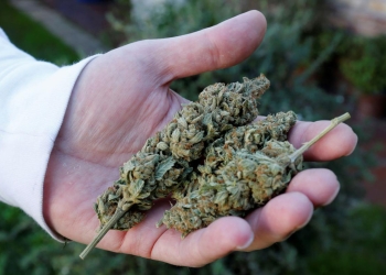 Conadic tendra control en la regularizacion de la Marihuana