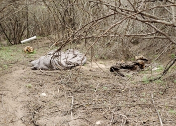 Encuentran restos humanos cerca del Río Bravo