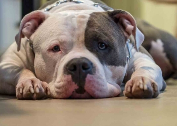 Pitbull lesiona a policía y menor