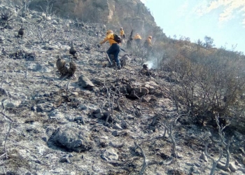 Más de 12 000 hectáreas bajo las cenizas