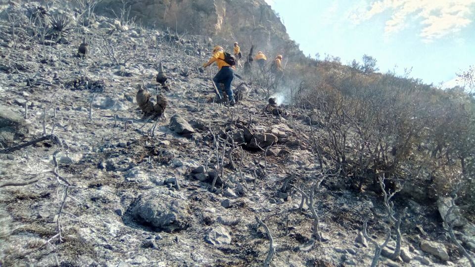 Más de 12 000 hectáreas bajo las cenizas