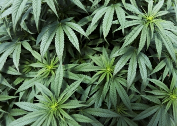 Se cae regulación de cannabis; va para septiembre