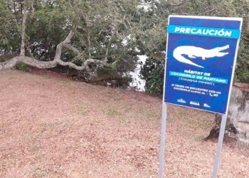 Cocodrilo ataca a mujer en la laguna del Carpintero de Tampico, Tamaulipas