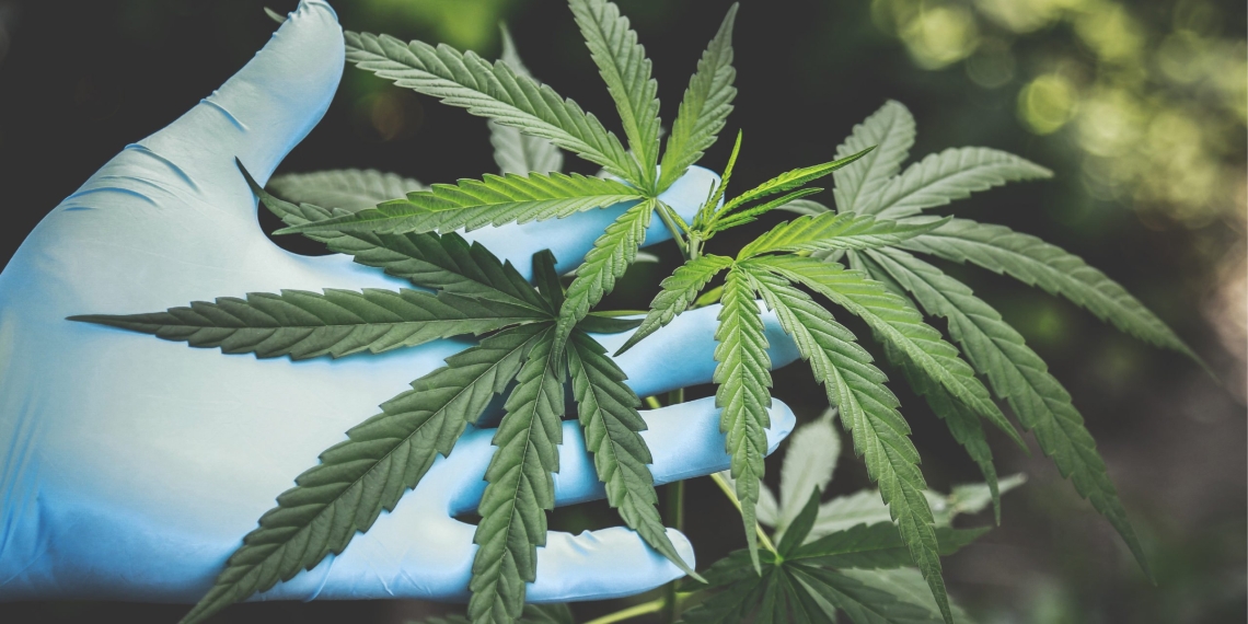 SCJN resuelve a favor el uso lúdico de la marihuana