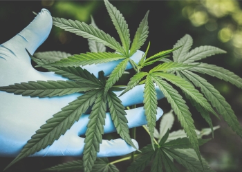 SCJN resuelve a favor el uso lúdico de la marihuana