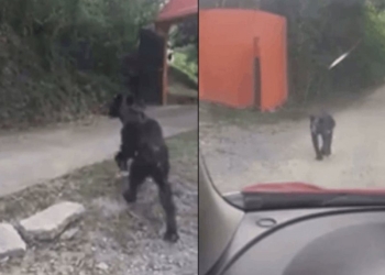 Captan oso negro desnutrido en calles de Nuevo León