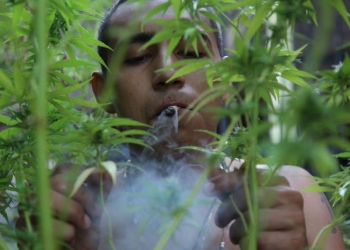¿Cómo tramito la solicitud de uso lúdico de la mariguana ante Cofepris?
