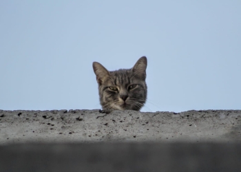 Gato a salvo