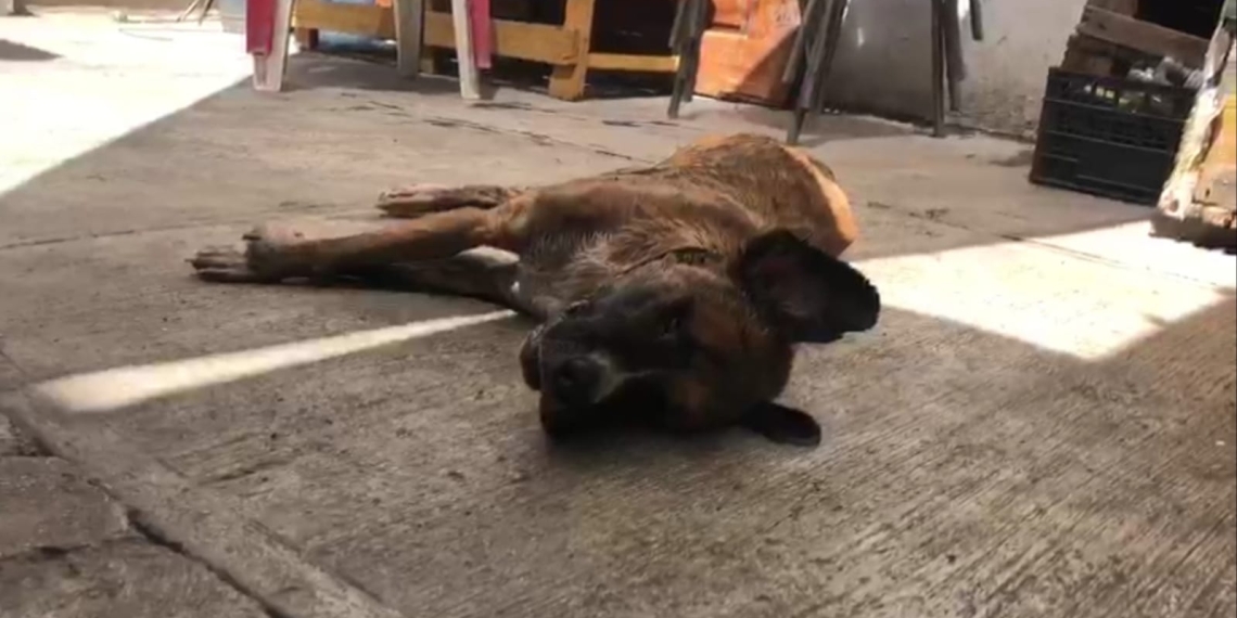 ¡Perros envenenados!