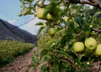 Ruta de la Manzana consolidará el potencial turístico de Arteaga