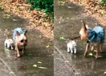 Perrito sale a pasear y regresa con un gatito bebé para que lo adopten