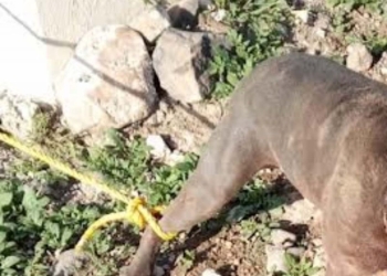 Sujeto mata a golpes a 2 perros