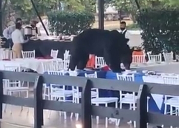 Oso irrumpe en banquete y se come ‘los frijolitos charros’