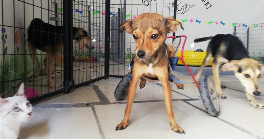 Se solicita adoptante