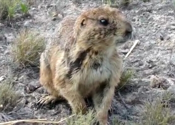 Perritos de la Pradera son reubicados