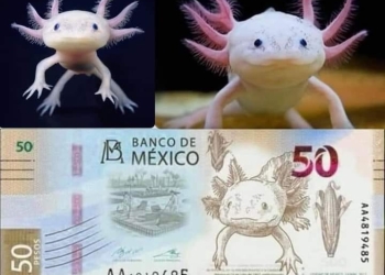 Así será el nuevo billete de 50 pesos en México
