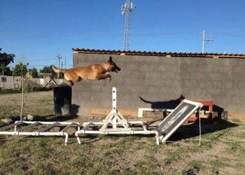 Recomiendan tener perro que puedan controlar
