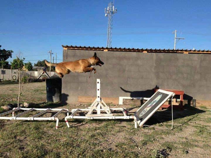 Recomiendan tener perro que puedan controlar