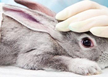 México prohíbe la experimentación en animales para productos cosméticos