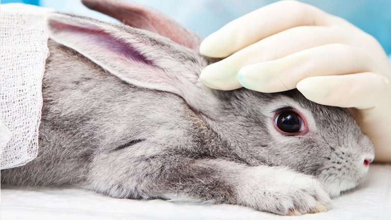 México prohíbe la experimentación en animales para productos cosméticos