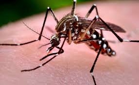 Aumentan casos de dengue en Coahuila
