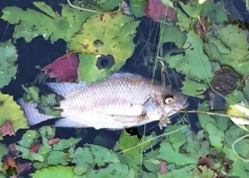 Alarmante situación: mueren peces en aguas del rancho El Manantial