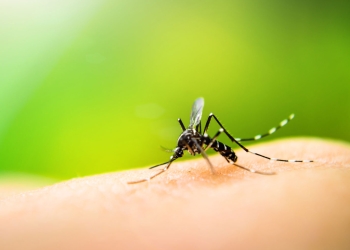 El dengue, para arriba