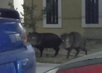 Invaden jabalíes fraccionamiento Loma Verde