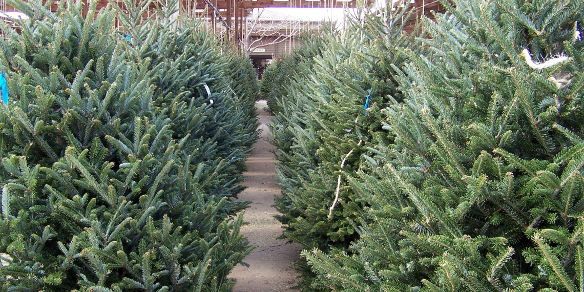 Árboles naturales para uso navideño deben estar certificados, advierten autoridades de Coahuila