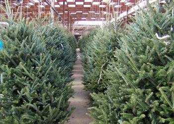 Árboles naturales para uso navideño deben estar certificados, advierten autoridades de Coahuila