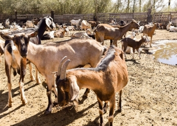 Productores de leche de cabra en Zaragoza piden apoyo