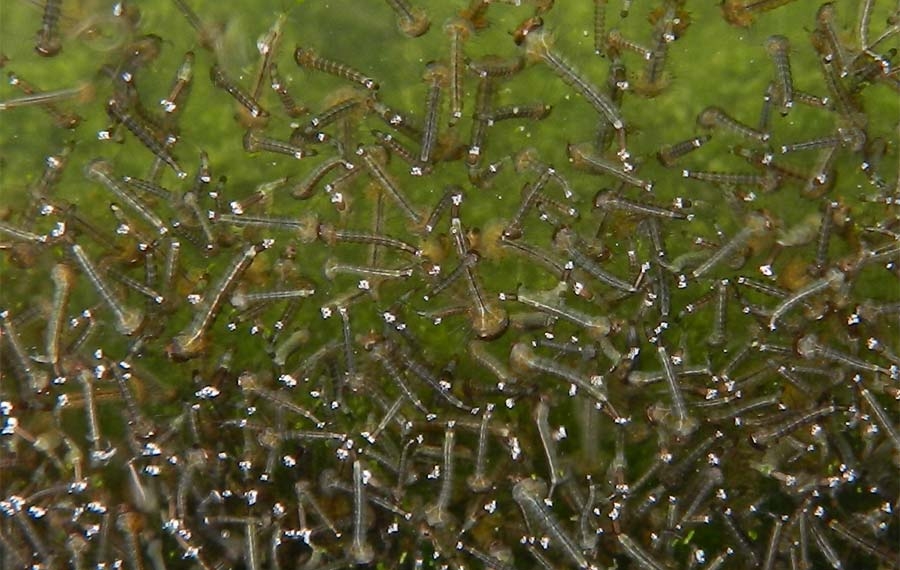 Atienden vaso captador para evitar proliferación de mosquitos
