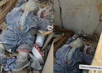 Encuentran ‘extraño muñeco’ en jardineras de bulevar en Torreón