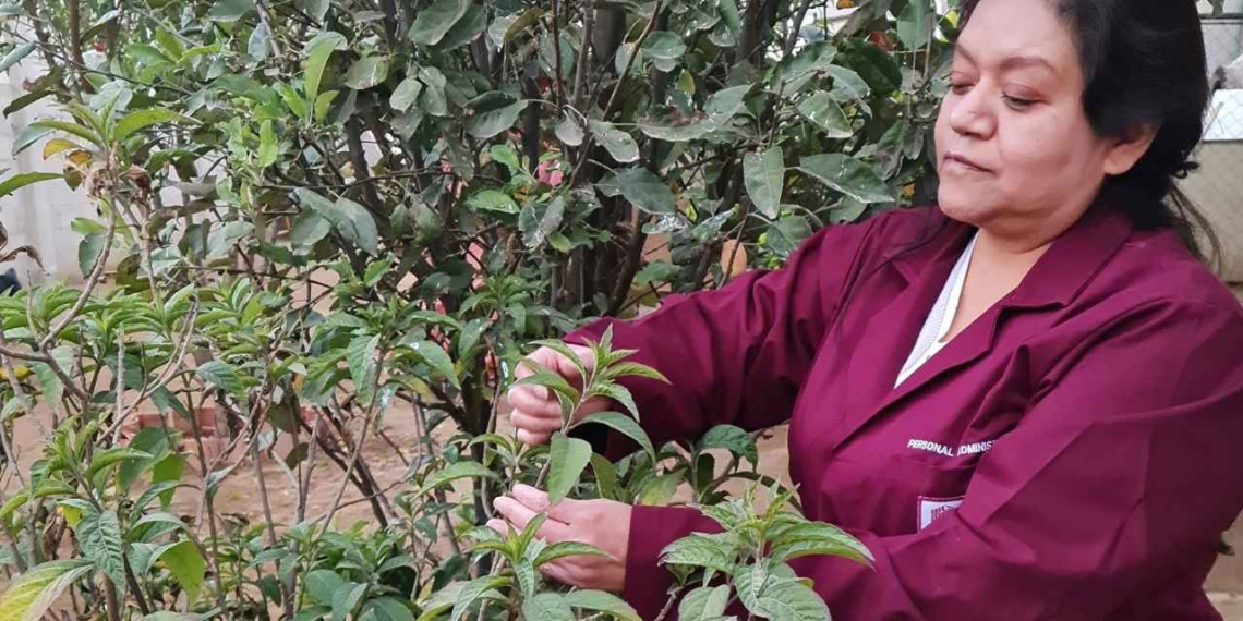IPN prueba efectividad de planta medicinal contra cáncer de mama