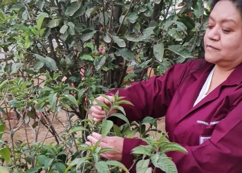 IPN prueba efectividad de planta medicinal contra cáncer de mama