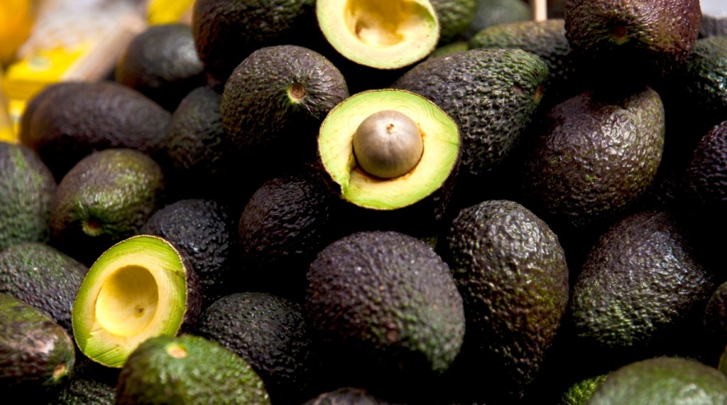 Se une Jalisco a la exportación de Aguacate