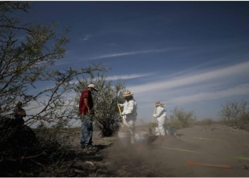 Concluye primera temporada de fosas de inhumación clandestina